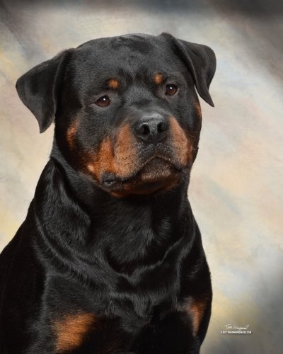 blue rottweilers