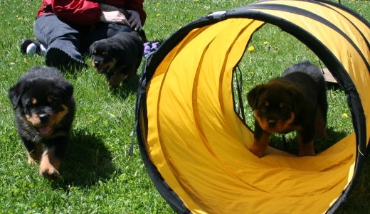 Everyone's favorite...the Tunnel!