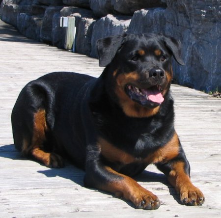 Esmond Rottweilers - V-Rated Ch/OTCH/ATCH Esmonds Jump for