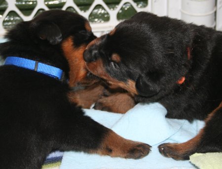 Navy Boy & Orange Boy