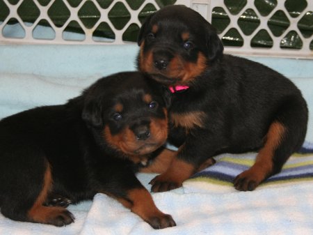 Turquoise Girl & Pink Girl