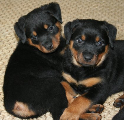 Navy Boy & Yellow Girl