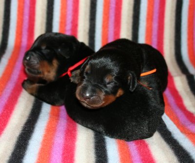 Orange Boy & Red Boy