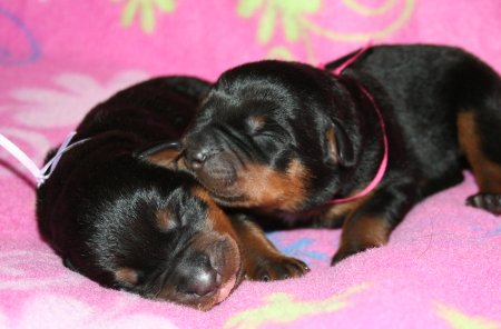 Pink & Lavender - Telling Secrets!