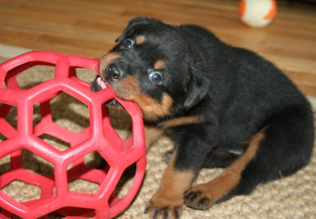 Red Boy with Iza's favorite "Red Ball"