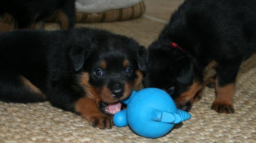 Lime Boy & Red Boy with their Dino Cuz