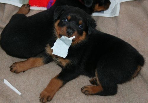 Lime Boy... Paper?  What Paper?  I wasn't ripping any paper!