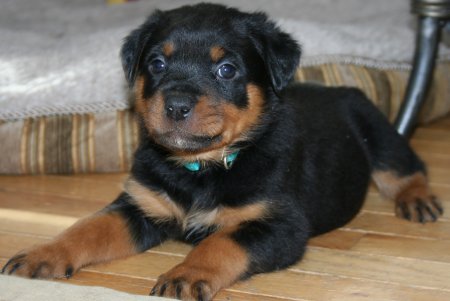 Pretty Miss Turquiose