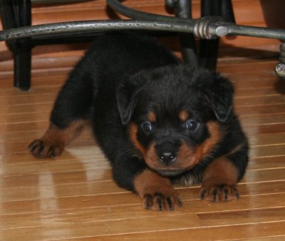 Maybe if I pounce a  little closer???