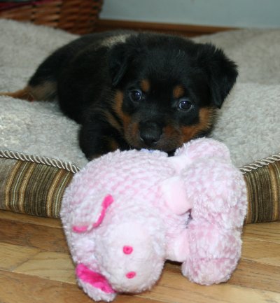 Orange Boy with the big bed all to himself!