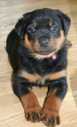 Pink Girl Pretty for a Picture...