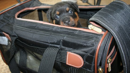 Red Boy tries it out for size!