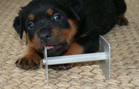 Black Boy wonders why he should sniff it when he can taste it!