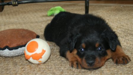 Yellow Girl hoarding all the toys!