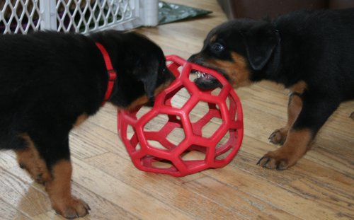 Red Boy & Black Boy play with Iza's favorite Ball!