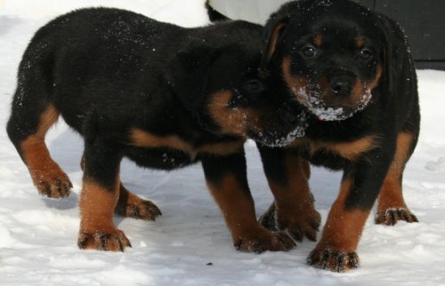Black Boy (left) and Red Boy (right)