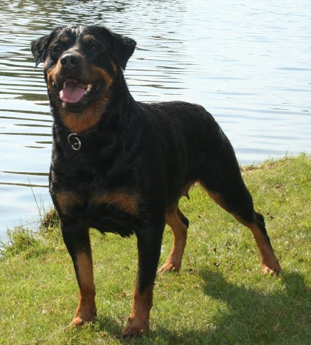 Esmond Rottweilers - V-1 Multi BOSS Am/Can/UKC Ch Esmonds