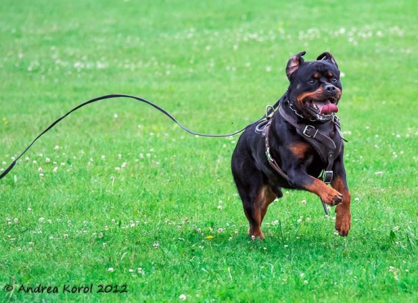 Esmond Rottweilers - Rottweiler Breeder - Ontario, Canada