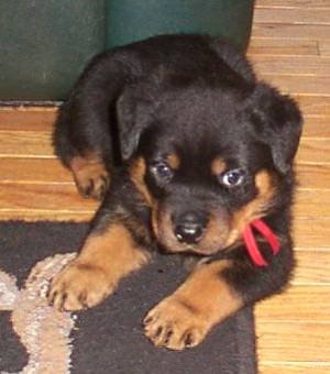 Baby Rotties
