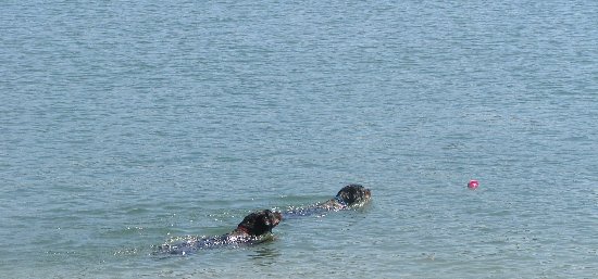 Swim Races!