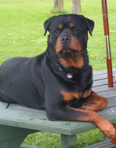 Esmond Rottweilers V 1 AOM Am/Can Ch Kaylas Believe It Or Not.