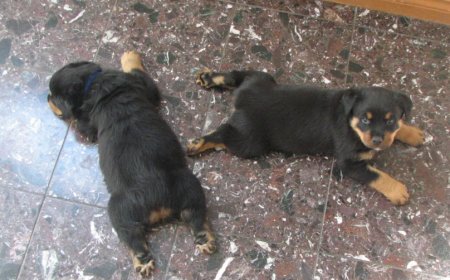 Two Froggies - Royal and Ryngo