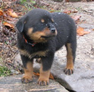 Bob - No More Pictures...Get me out of the Snow!!!